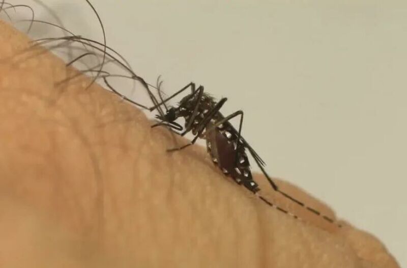 Imagem ilustrativa da matéria Aedes avança e cidades da região Norte de MS entram em alerta para infestação do mosquito